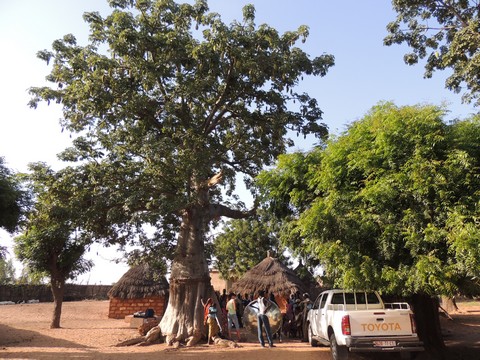 Senegal2013-14 baobab